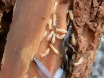 信阳市白蚁防治公司分享实木家居养护：远离白蚁侵蚀，延长家具使用寿命